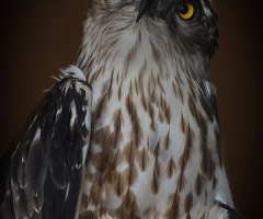 Yılan Kartalı - Short toed snake eagle