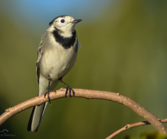 Ak kuyruksallayan - White Wagtail