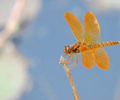 Golden Dragonfly 