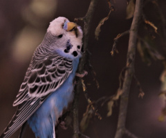 Blue...