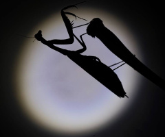 Mantis - Peygamber Devesi