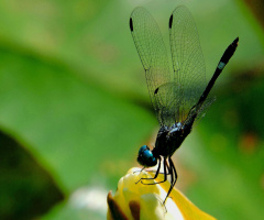 Delicate Dragonfly 