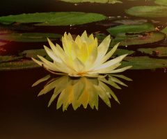 Reflexo