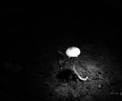 mushroom