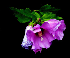 BLÜTEN