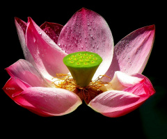 Flor de Lotus