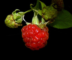 HIMBEERE