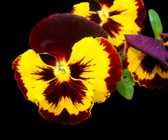 BLÜTEN