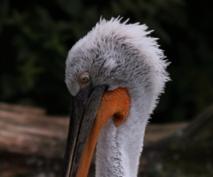 Pelican