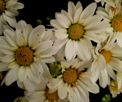 Margaridas