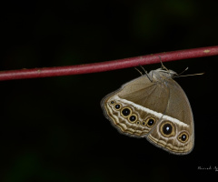 dark band bush brown