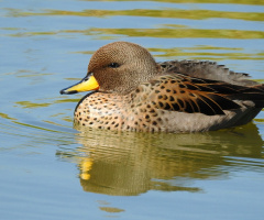  Little Duck