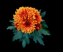 BLÜTE