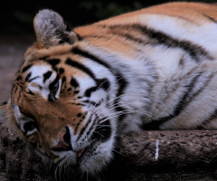 Amur Tiger