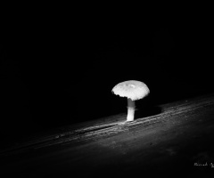 monochrome