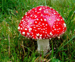 FLIEGENPILZ