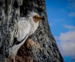 Mısır akbabası - Egyptian vulture