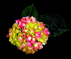 BLÜTEN