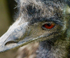 Ostrich moment...