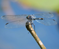 Libélula