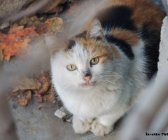 Kedi