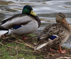 Mr. and Mrs Duck