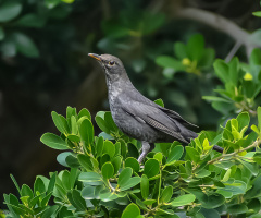 Karatavuk - Common Blackbird