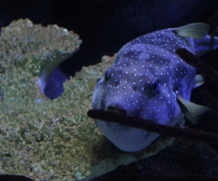 Little Fellow