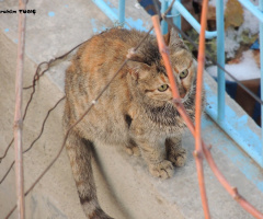 Kedi