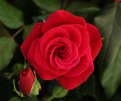 View in red