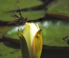 Nymphae with dragonfly 