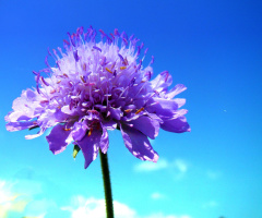 BLÜTE