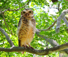 Burrowing Owl