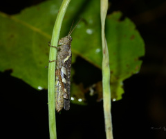 grasshopper
