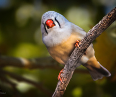 Zebra ispinozu - Zebra Finch