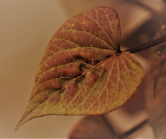 One