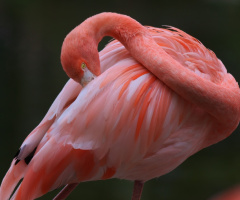 Flamingo moment...
