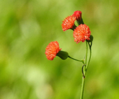 Mini dandelion flowers