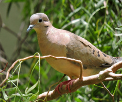 Zenaida auriculata