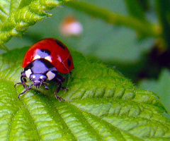 MARIENKÄFER