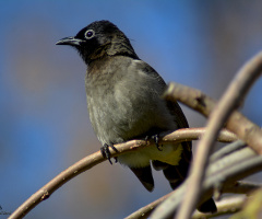 White-spectacled Bulbul