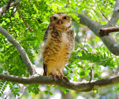 Attentive Owl