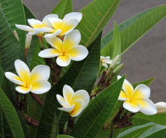 Jasmin