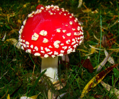 FLIEGENPILZ