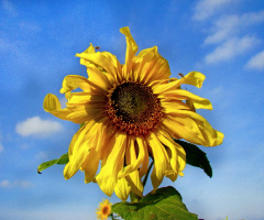 SONNENBLUME