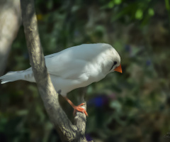 Zebra ispinozu - Zebra Finch