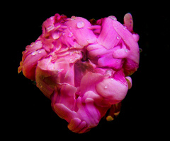 REGENTROPFEN
