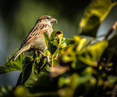 Ağaç serçesi - Eurasian Tree Sparrow