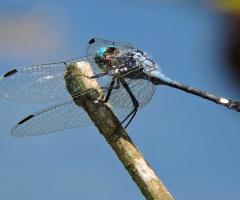 Blue Dragonfly 