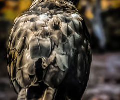 Bayağı şahin - common buzzard